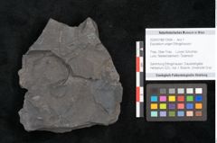 Foto (Objekt + Etikett) von Equisetum ungeri Ettingshausen (NHMW-GEO-2024-0188-10564)